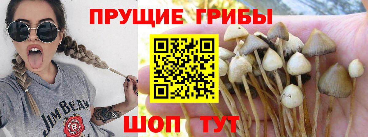 Галлюциногенные грибы Psilocybine cubensis Михайловск